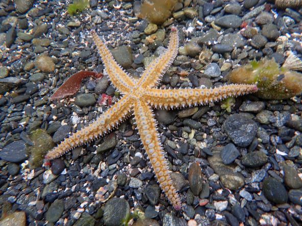 Photo of a spiny starfish on a bed of grey pebbles